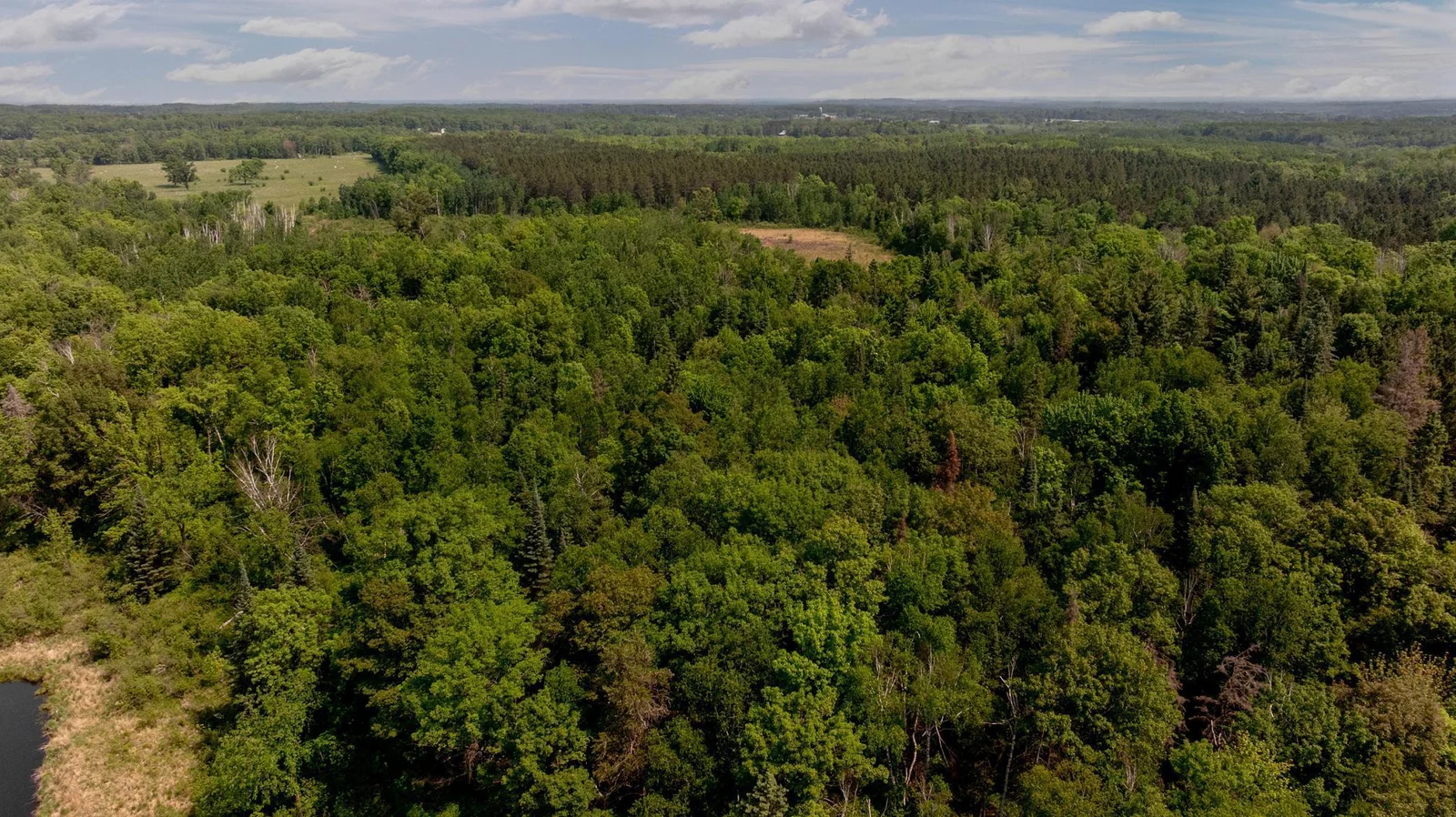 Mature pines and hardwoods