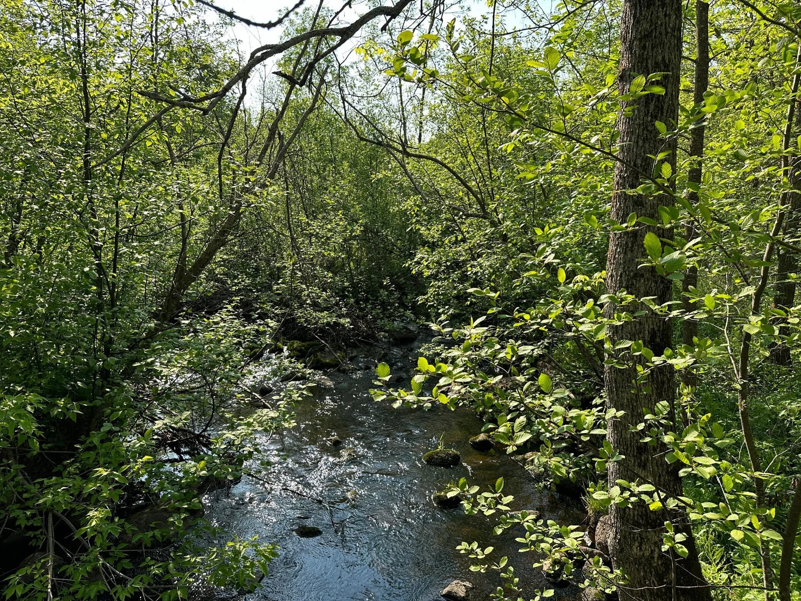 Mayo Creek | 4000+ feet frontage