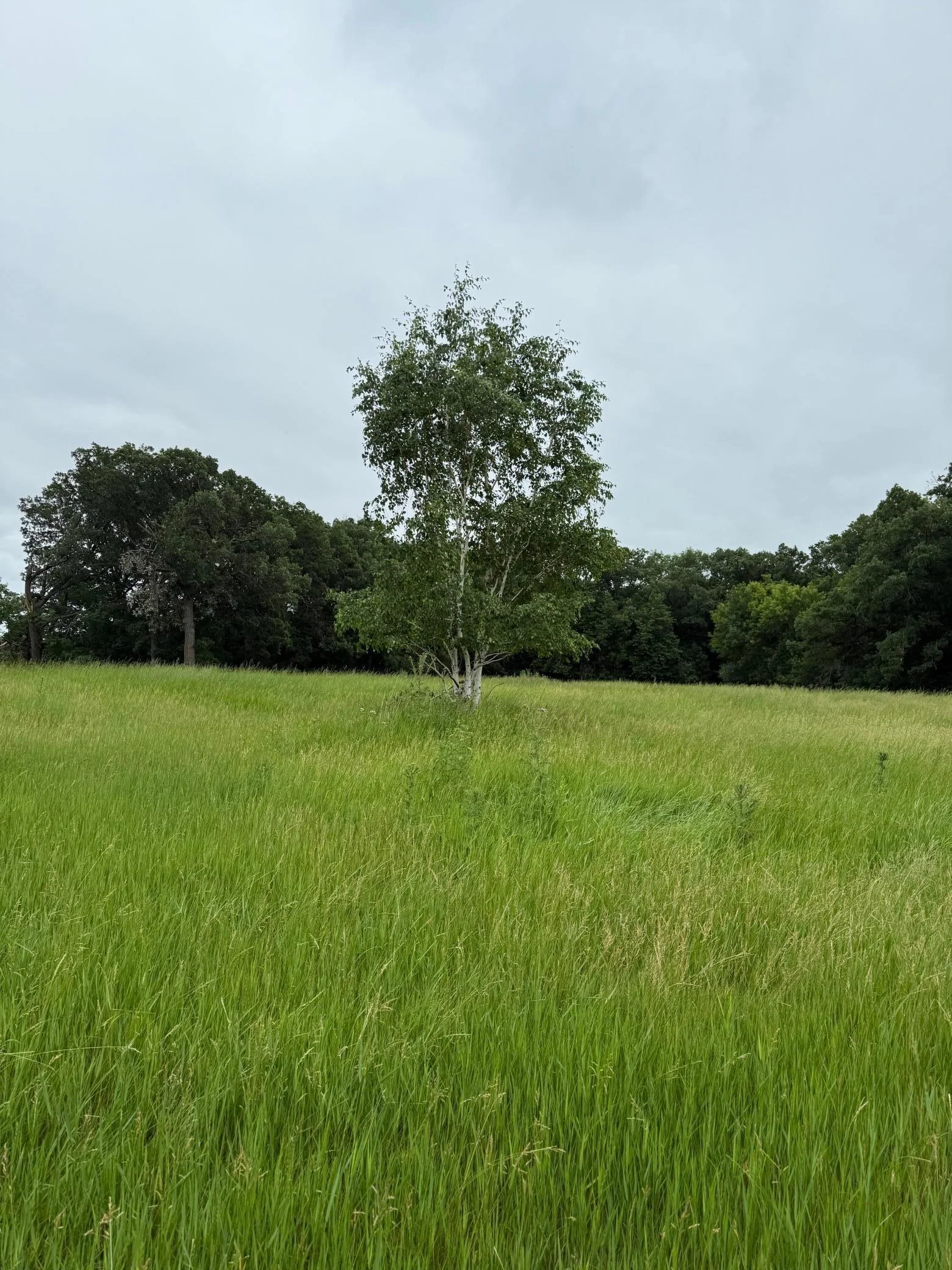 Gorgeous meadows!