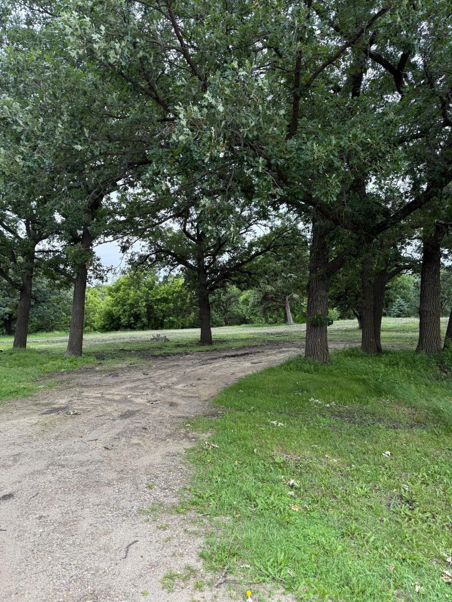 Tree lined approach