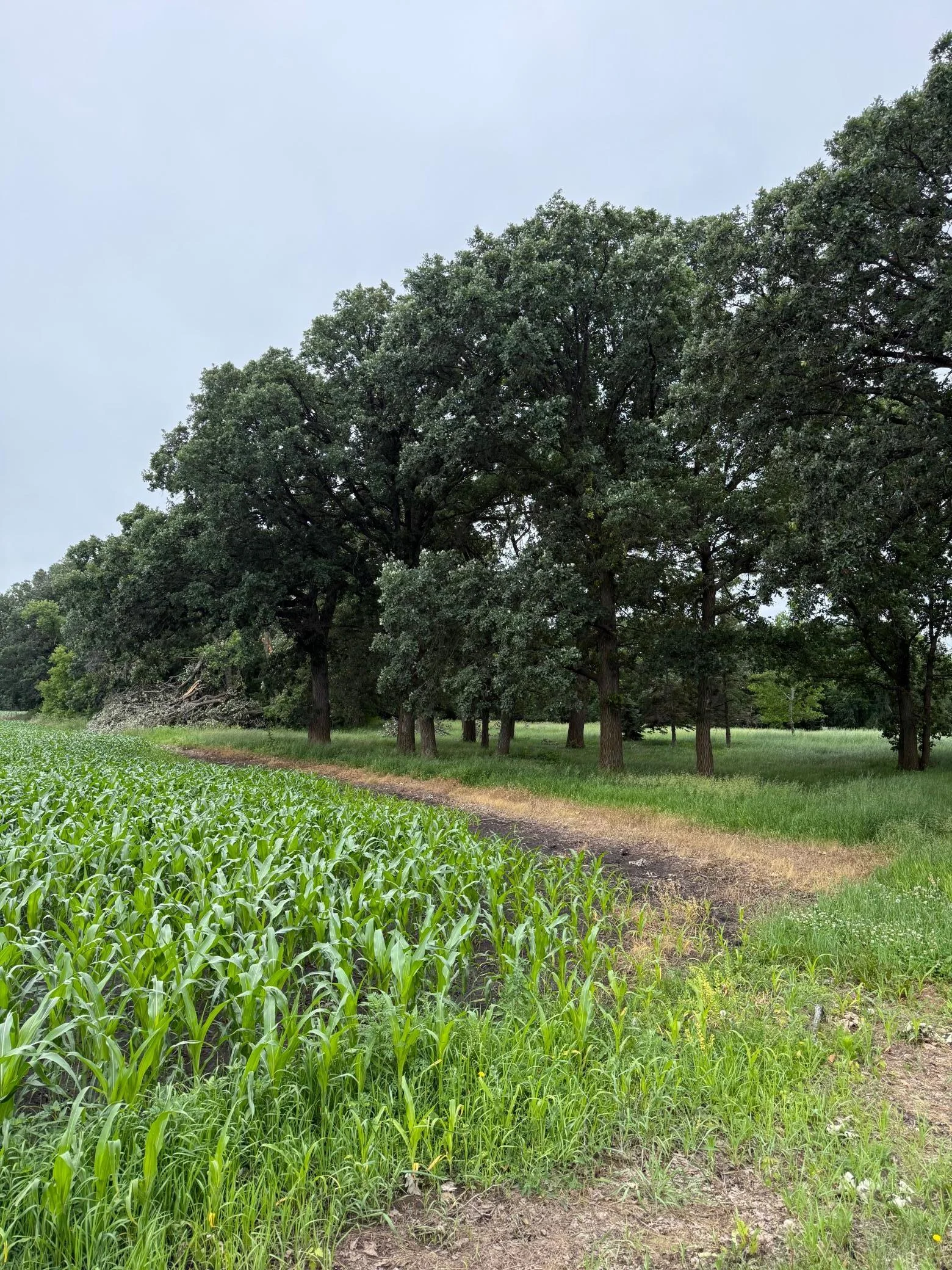 Beautiful mature trees and country living but close to the city