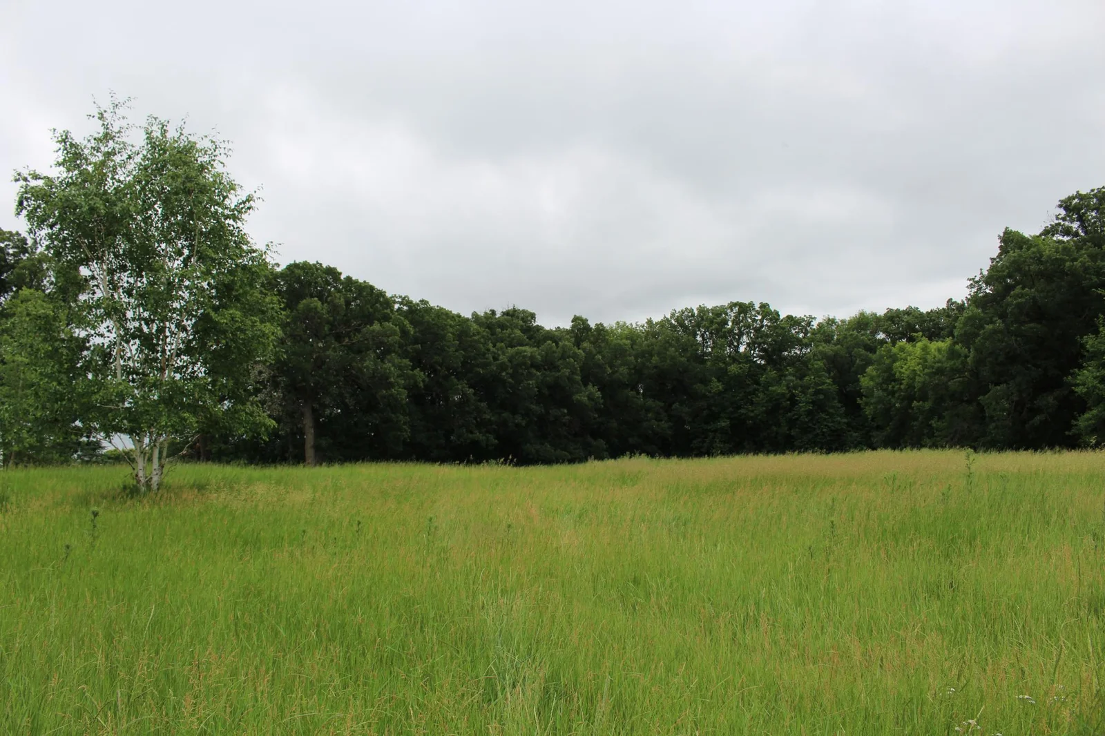 Wide open meadows make for the perfect spot to build your new home