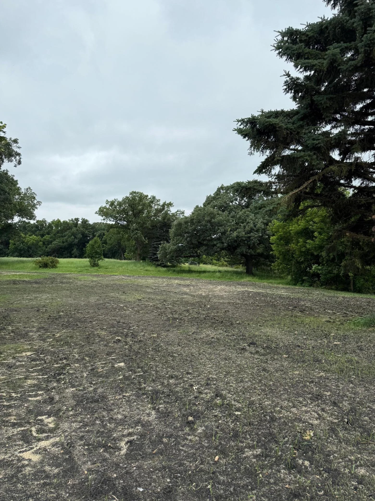 Bare spots currently being re-seeded.
