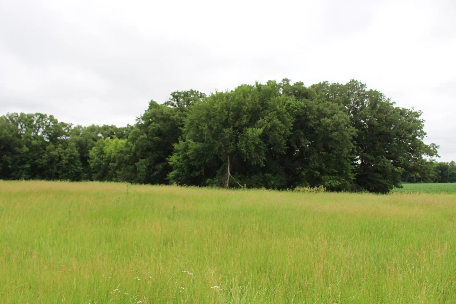 Meadows, hardwoods and superior river frontage