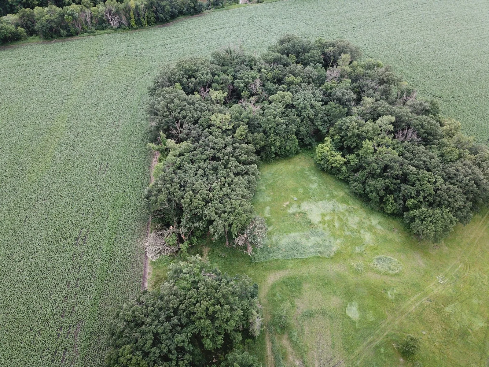 Plenty of mature hardwoods on the property