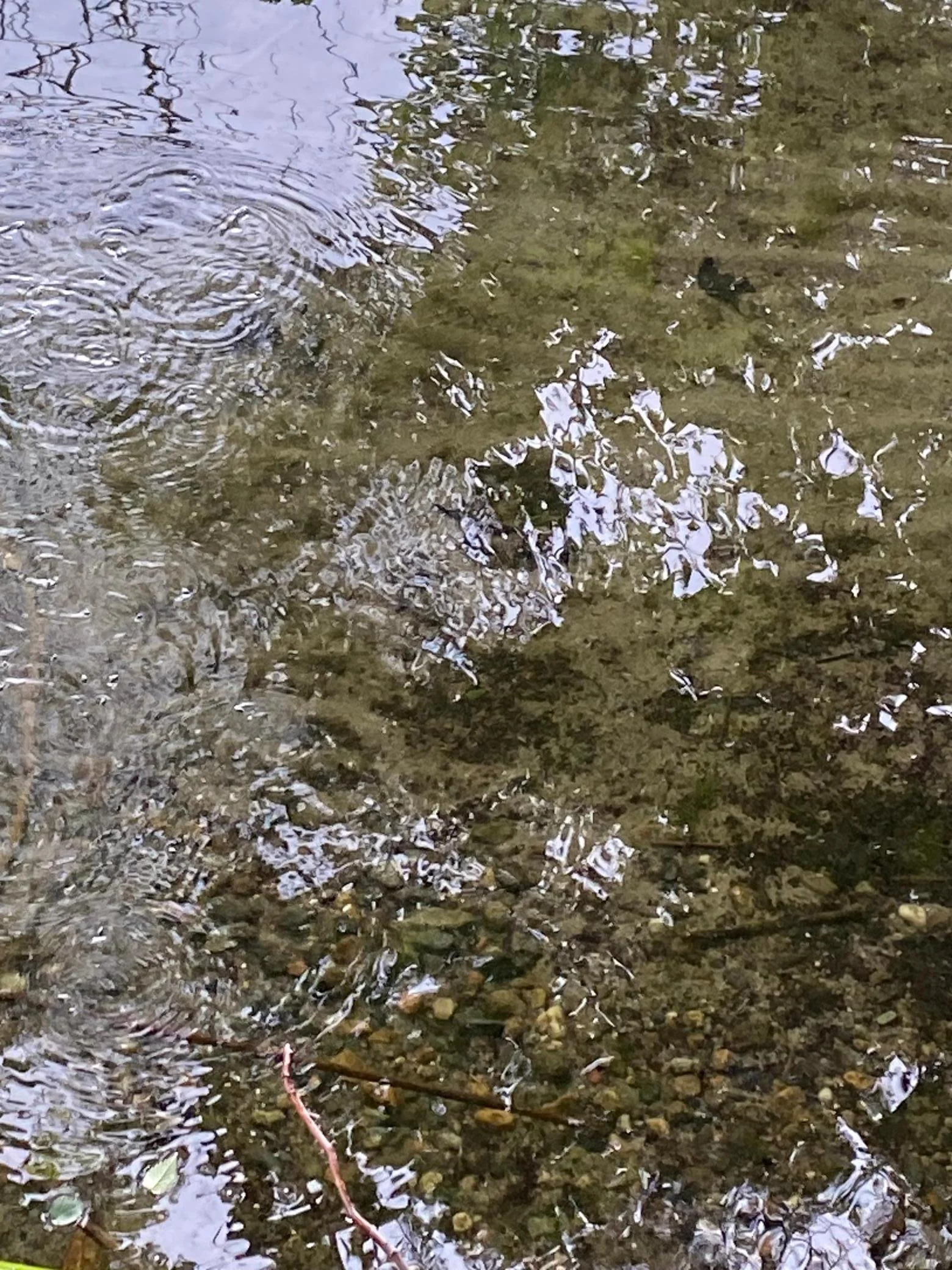 Sandy Shoreline