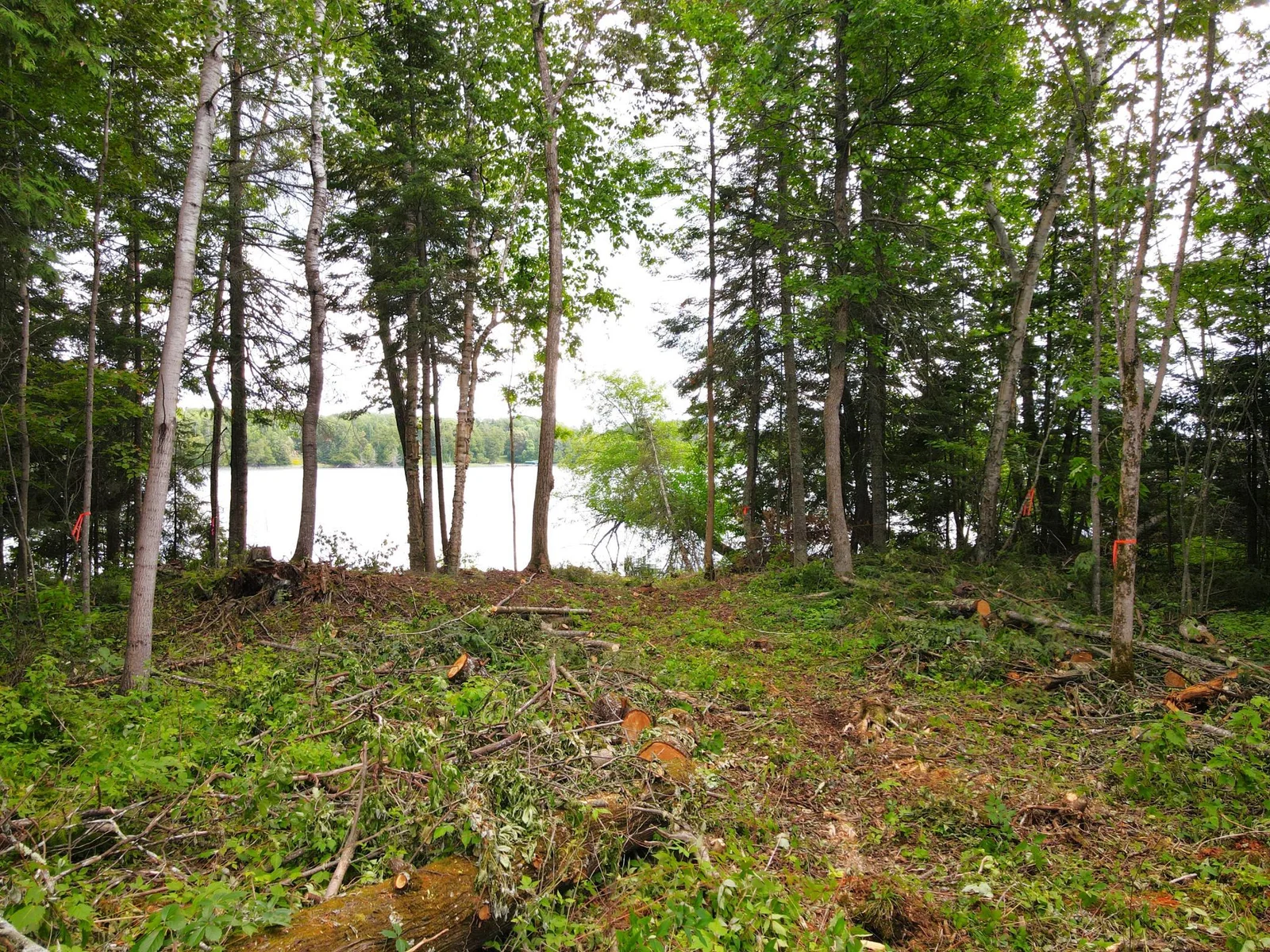 Cleared Trail to Lake