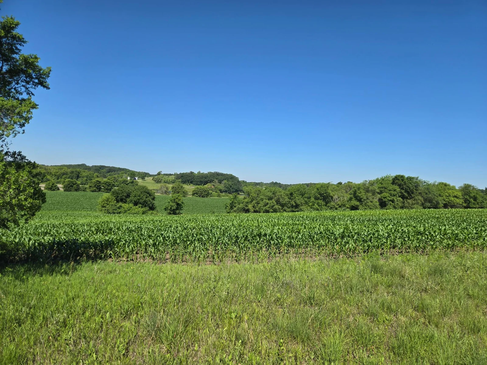 Corn field