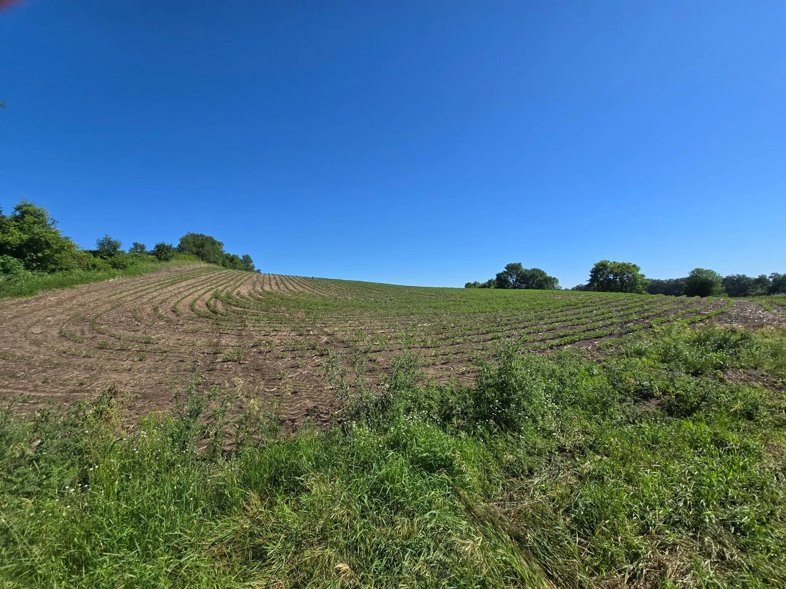 Soybean field