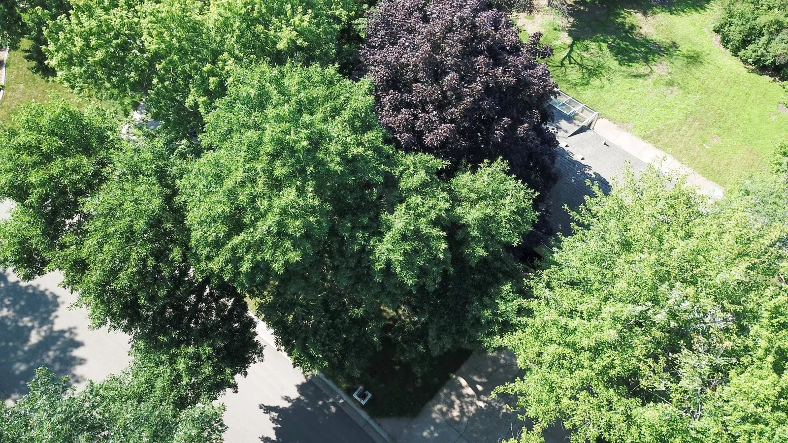 DJI_0006.jpg