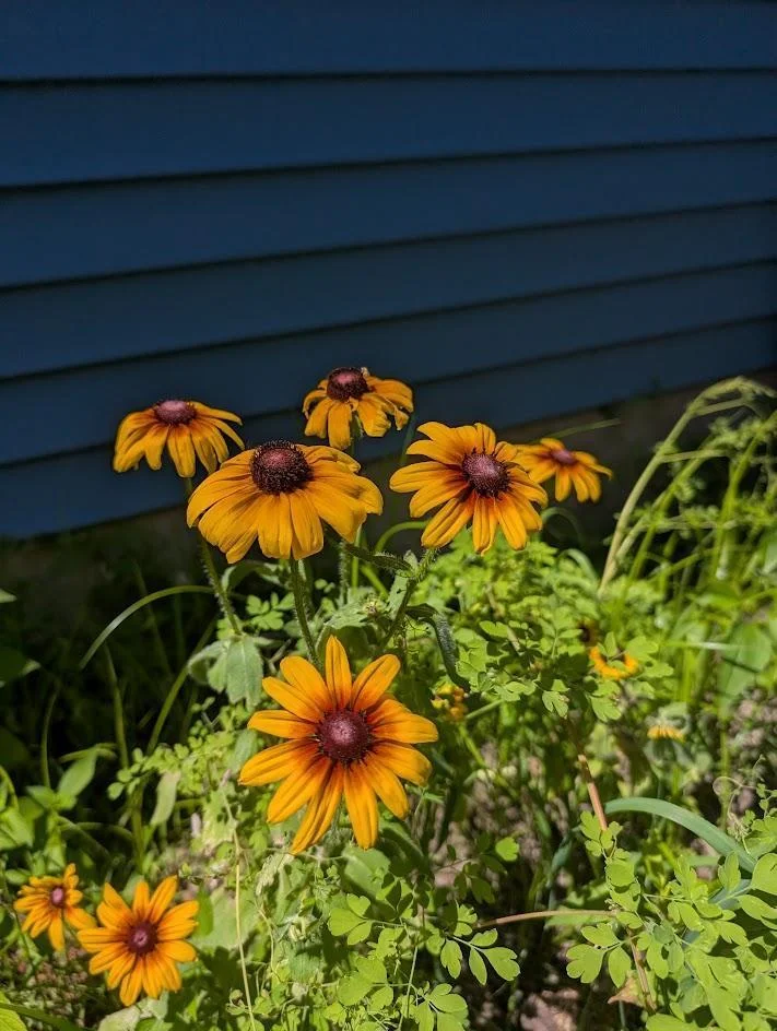 perennials.jpg