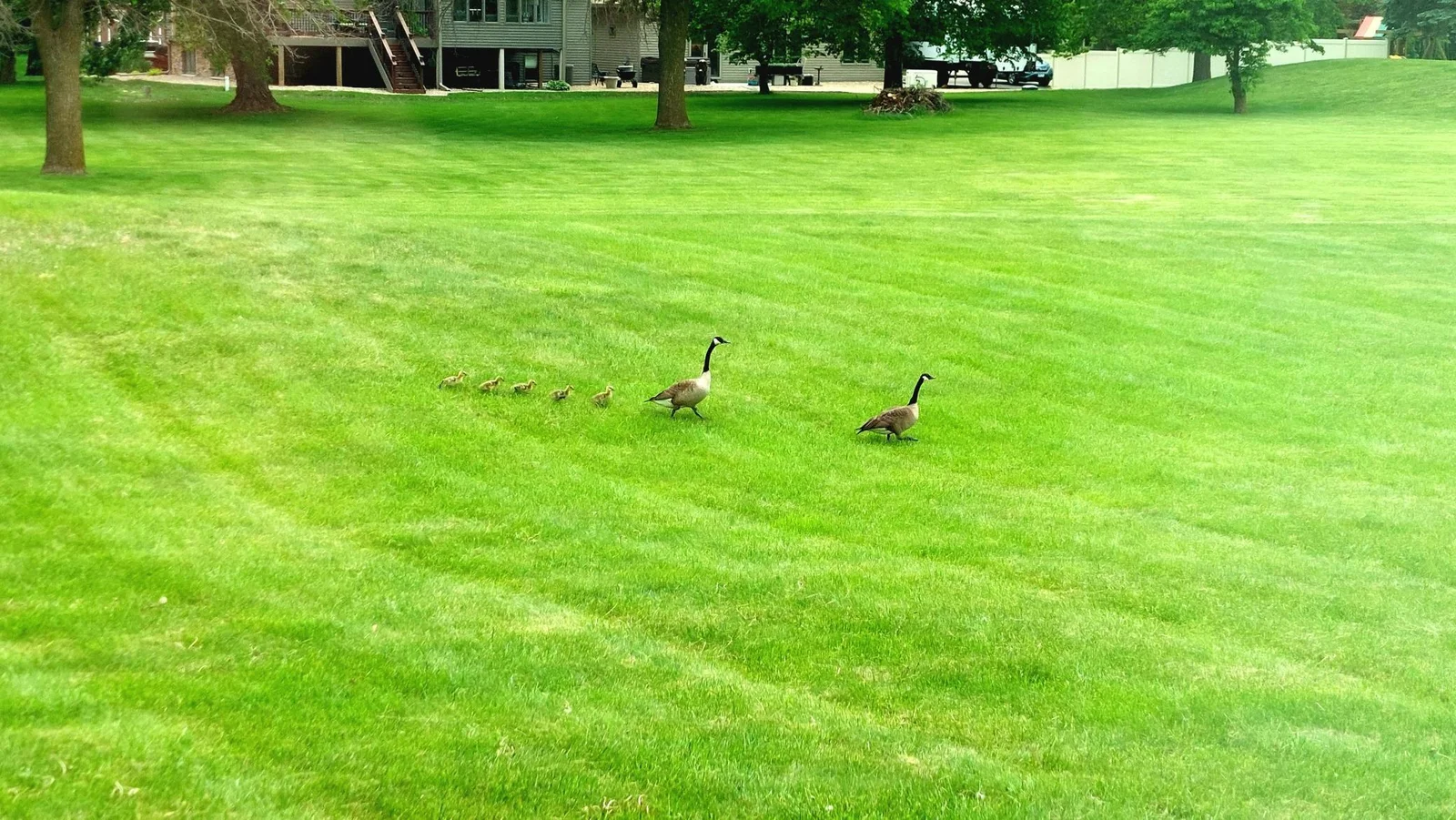 Abundance of wildlife right in your own backyard!