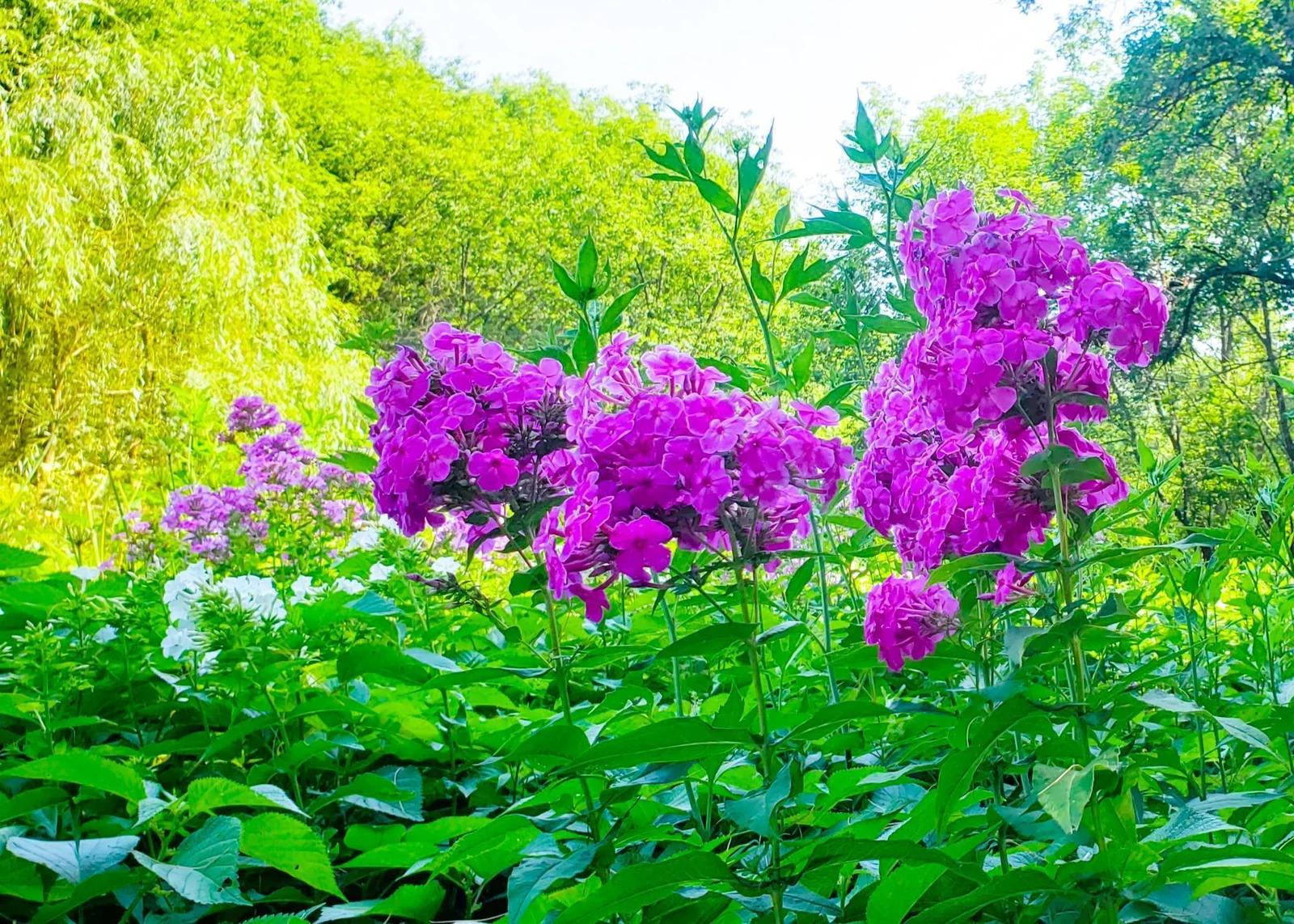 Blooming inspirations!