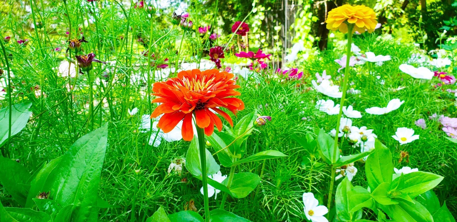 Plant your favorite flower here!