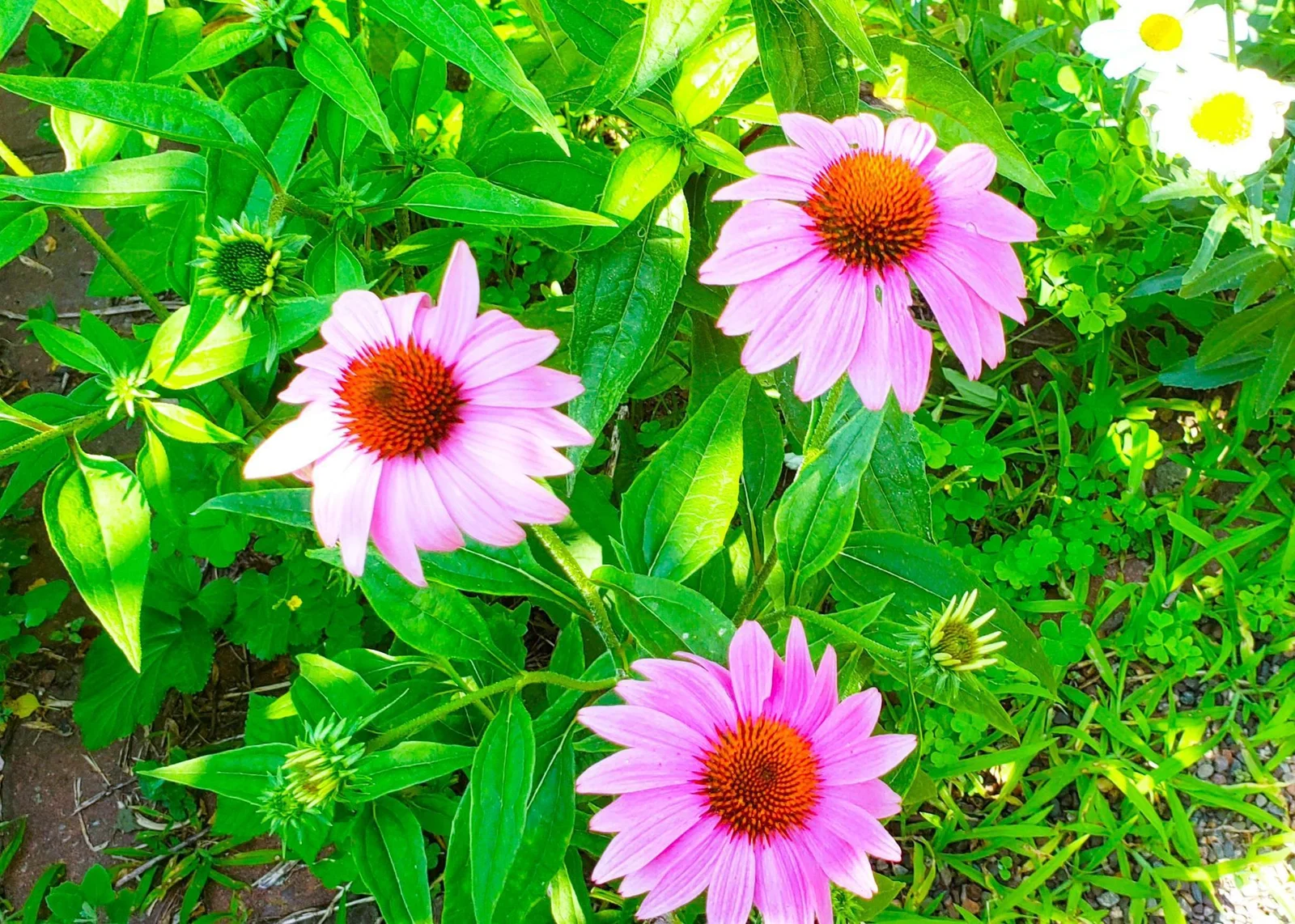 Full of colors