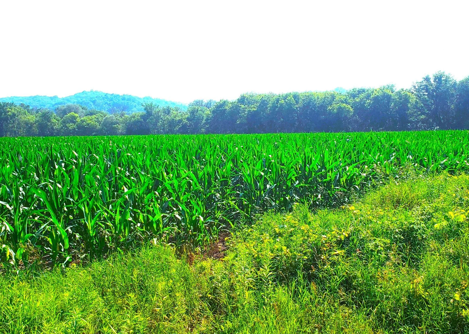 Field for planting or ride your horse here!