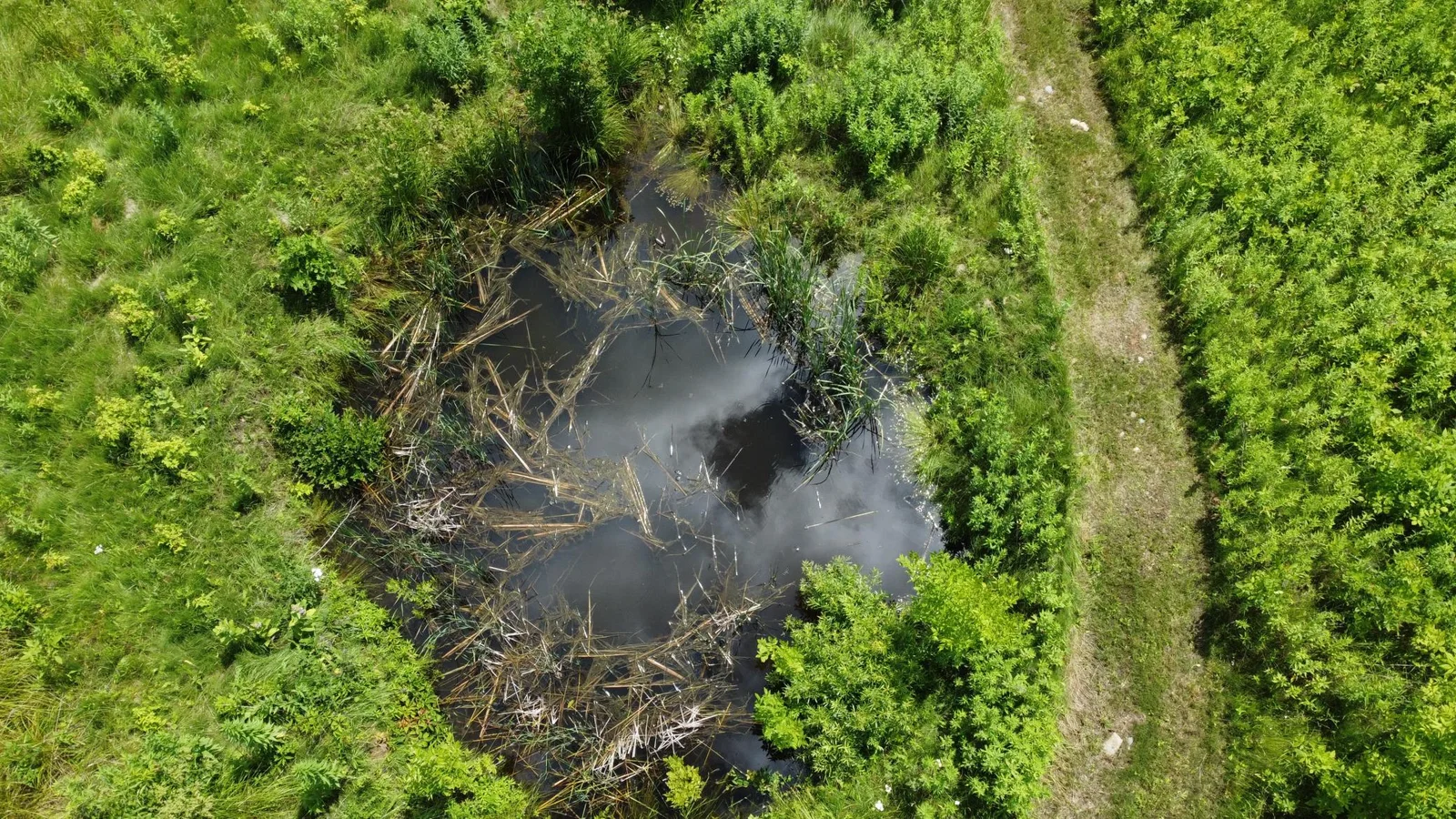 Pond