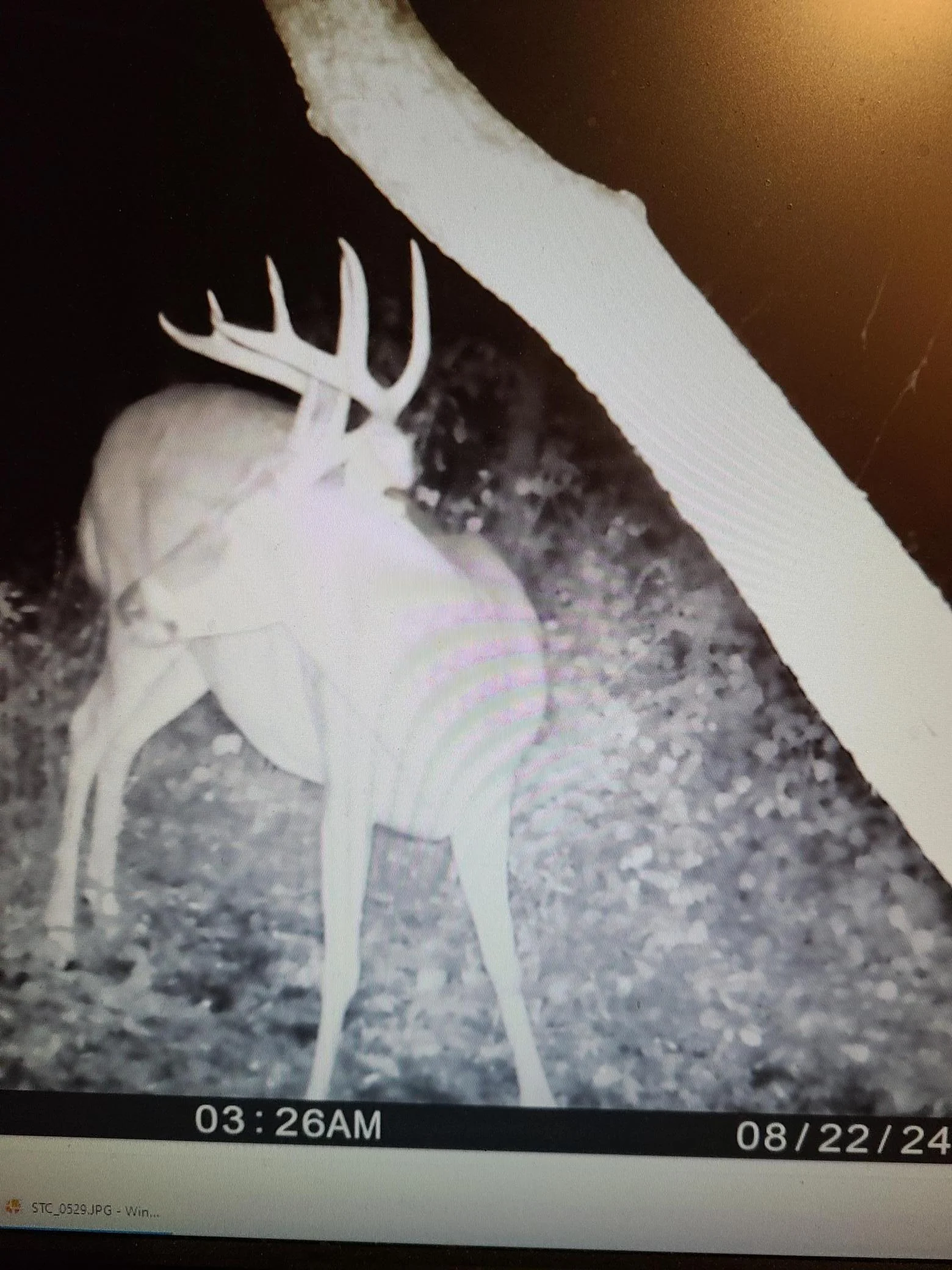 Seller deer pic