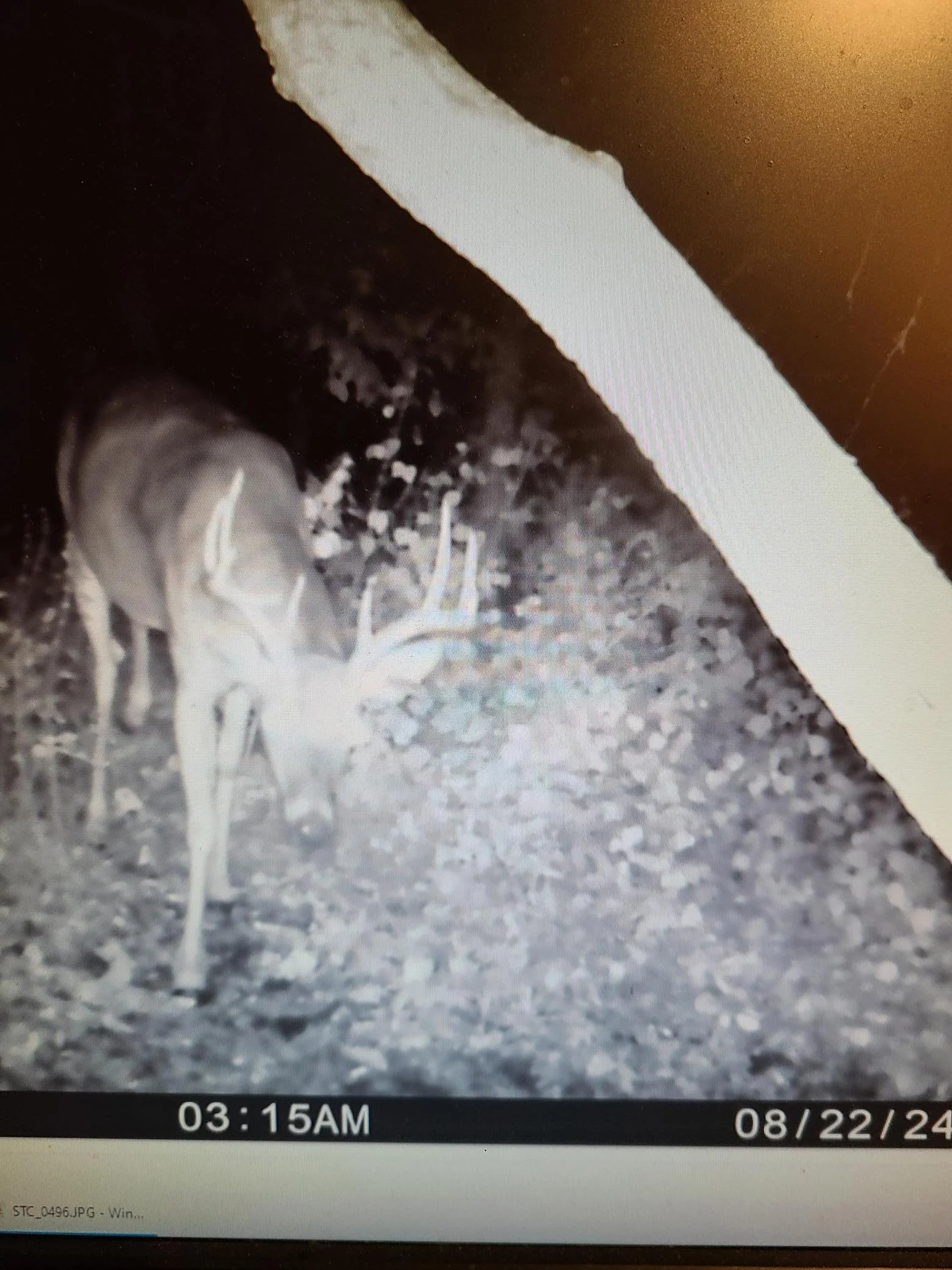 Seller deer pic