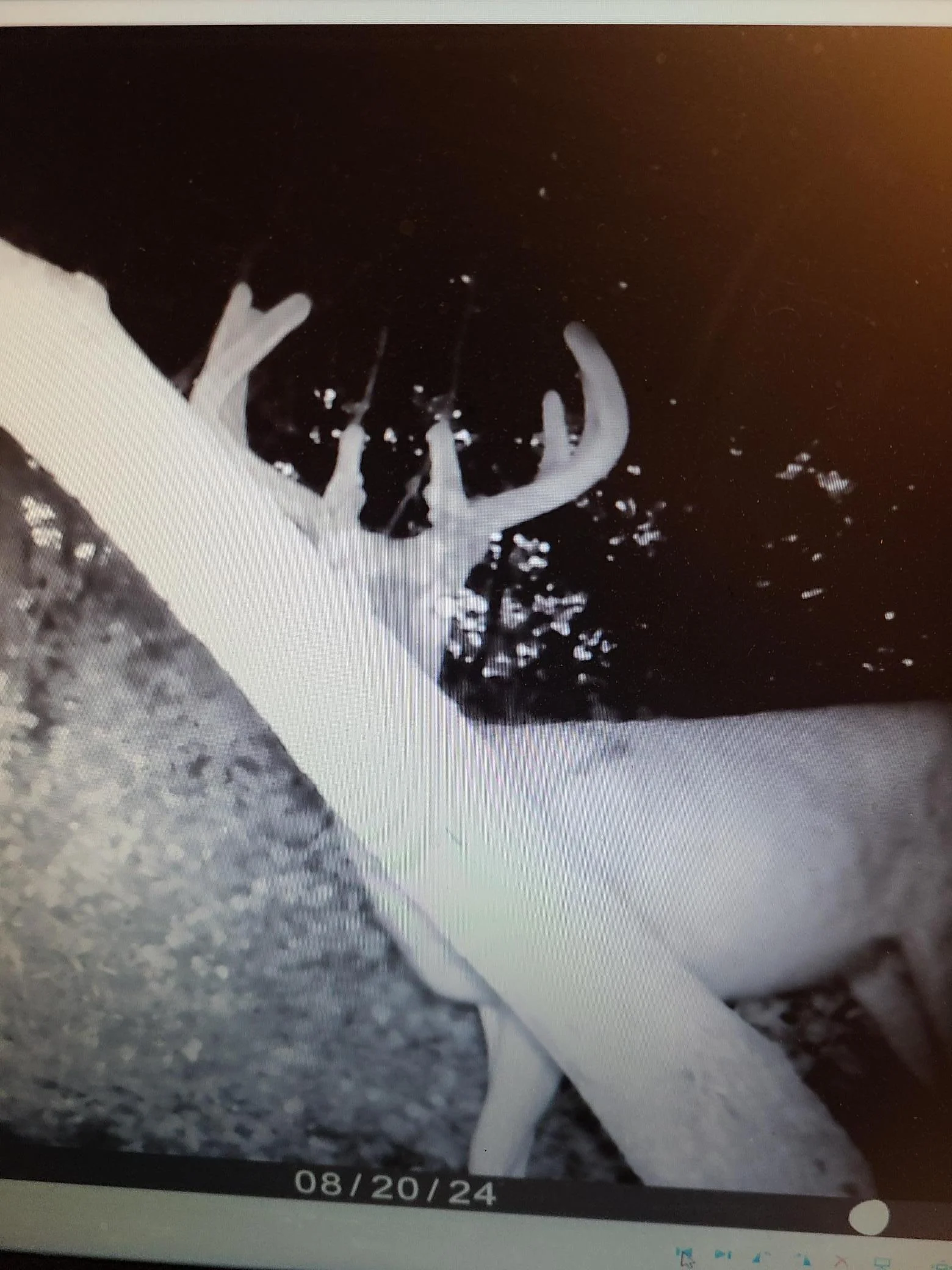 Seller deer pic