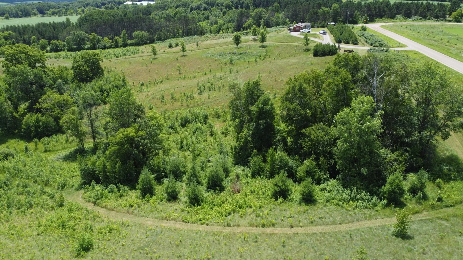 Newly planted pine trees