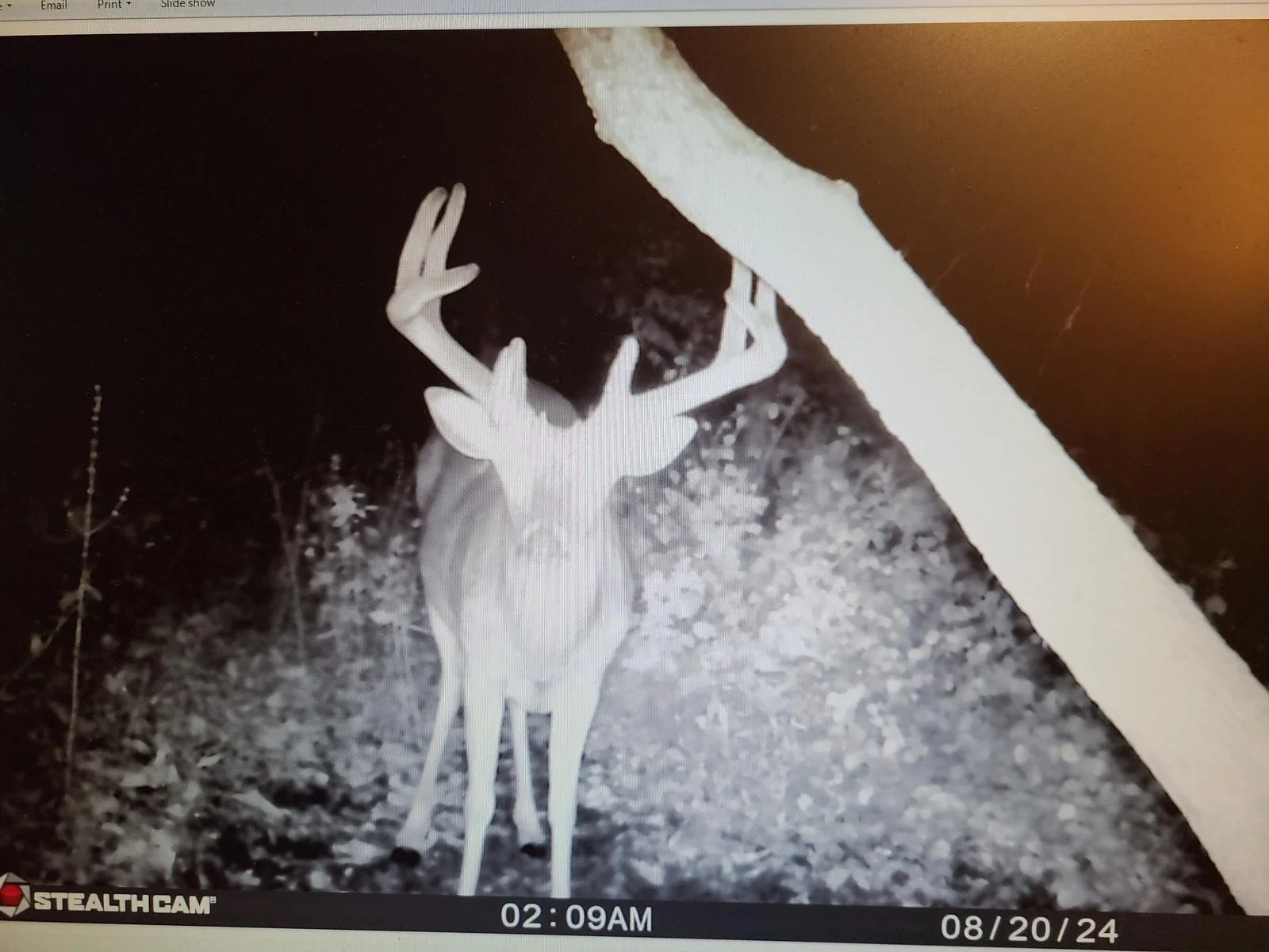 Seller deer pic