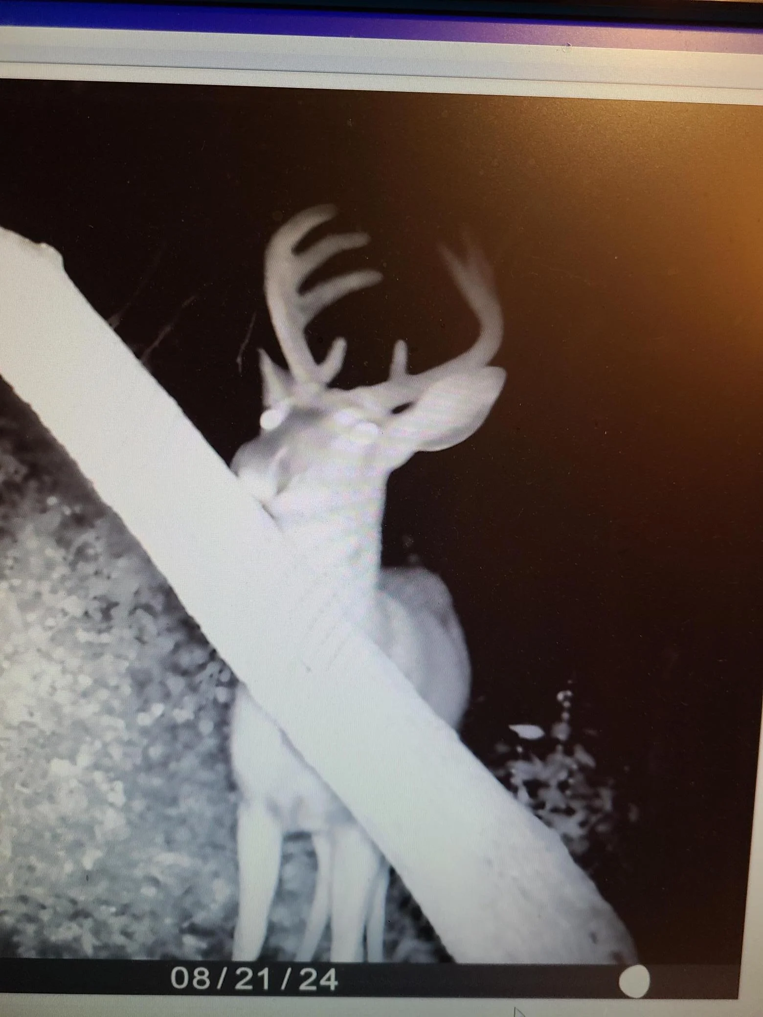 Seller deer pic