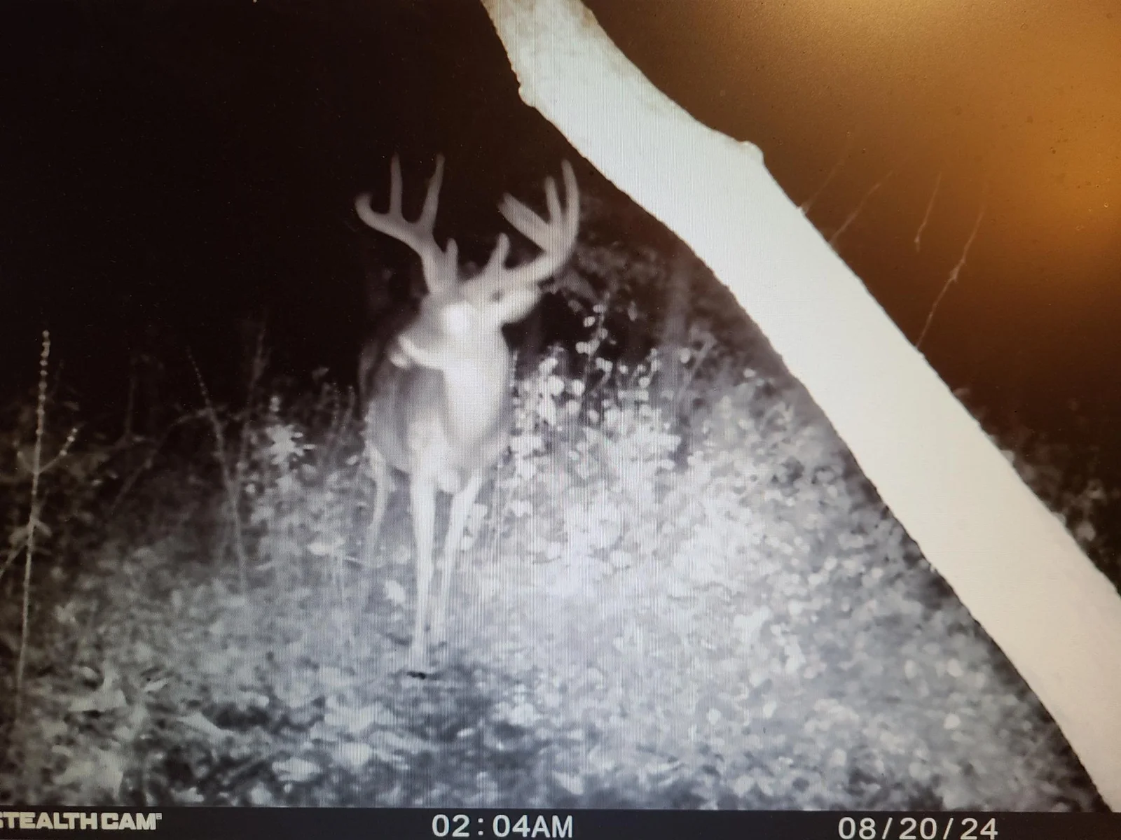 Seller deer pic