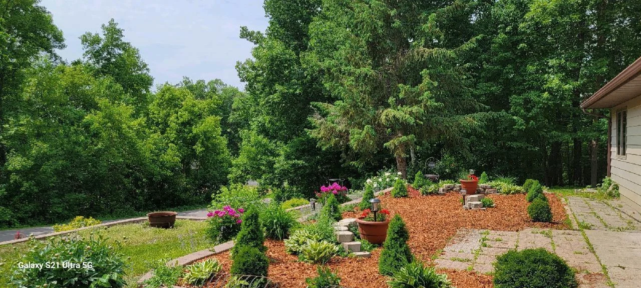 Front yard in summer