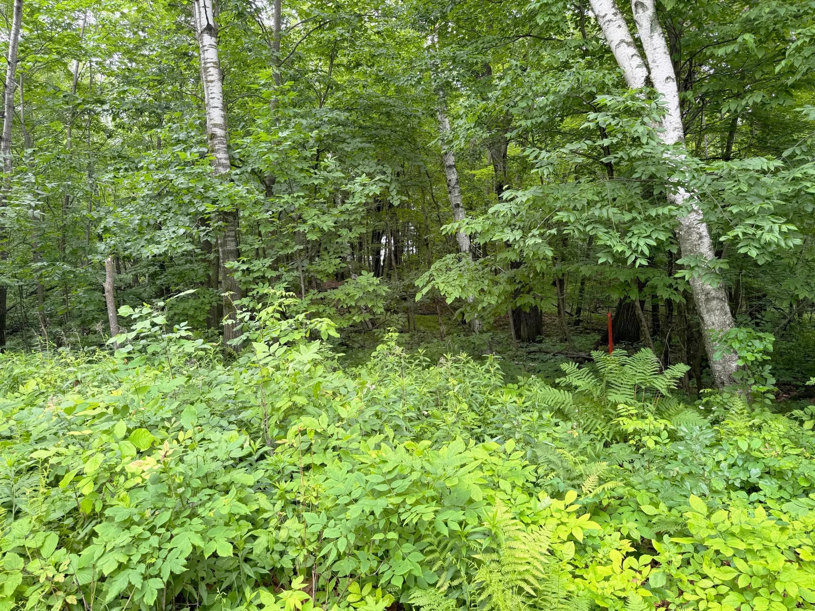 Another look into the woods at the edge of the yard. Survey on file.