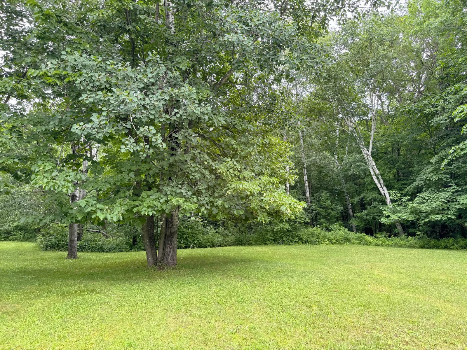 A look at the surrounding woods and foliage.