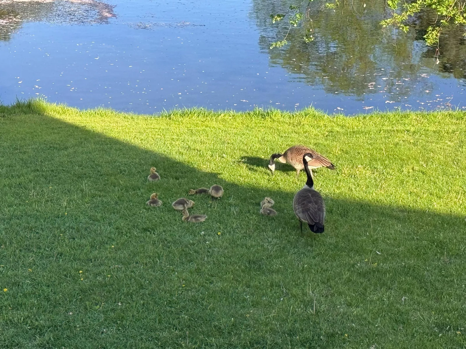 Seller submitted photo of wildlife seen from the home!