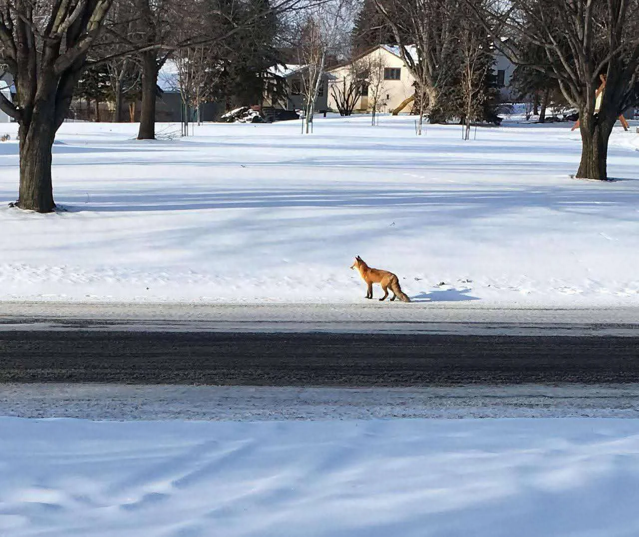 Seller submitted photo of wildlife seen from the home!