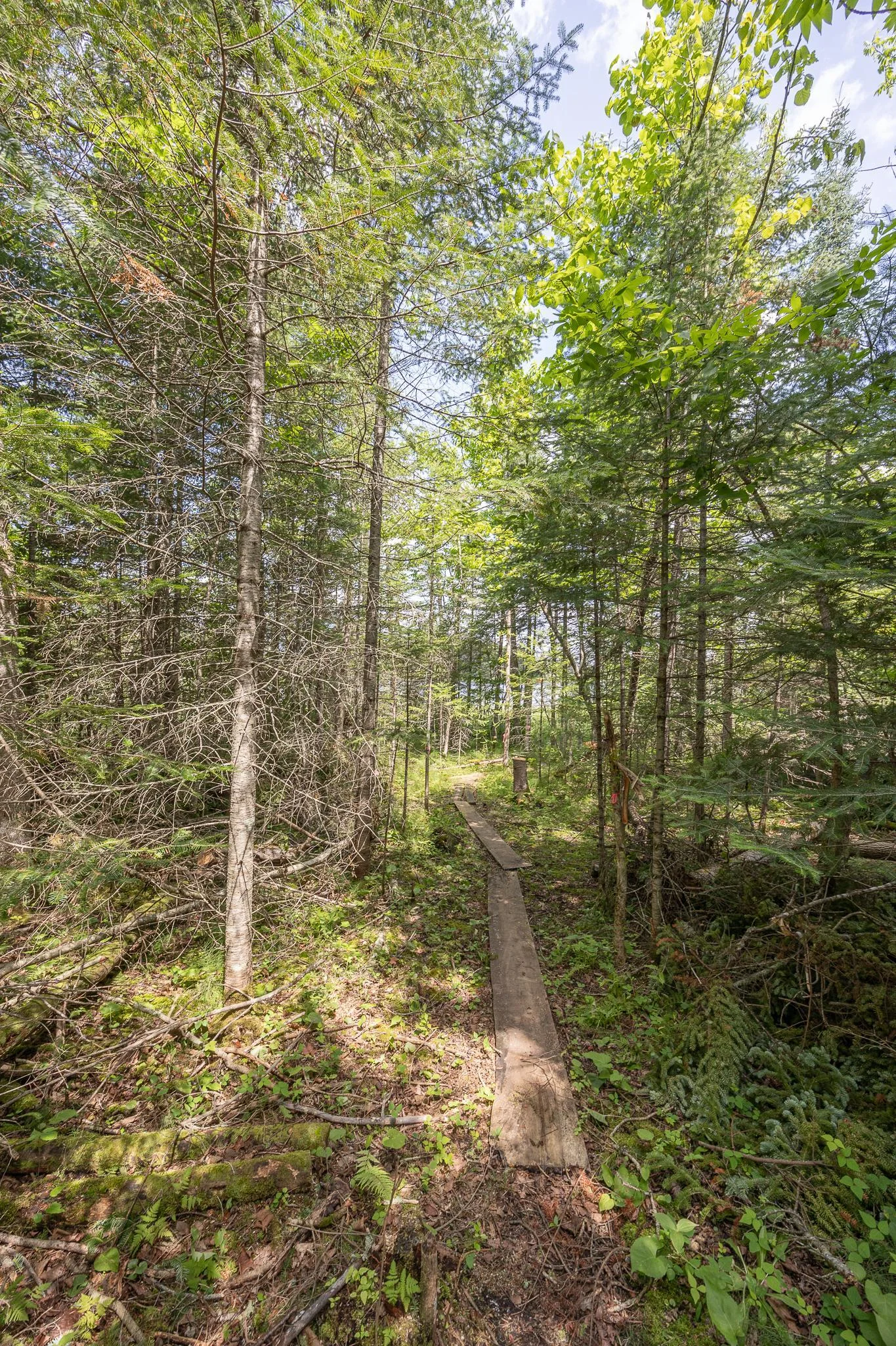 Path to water