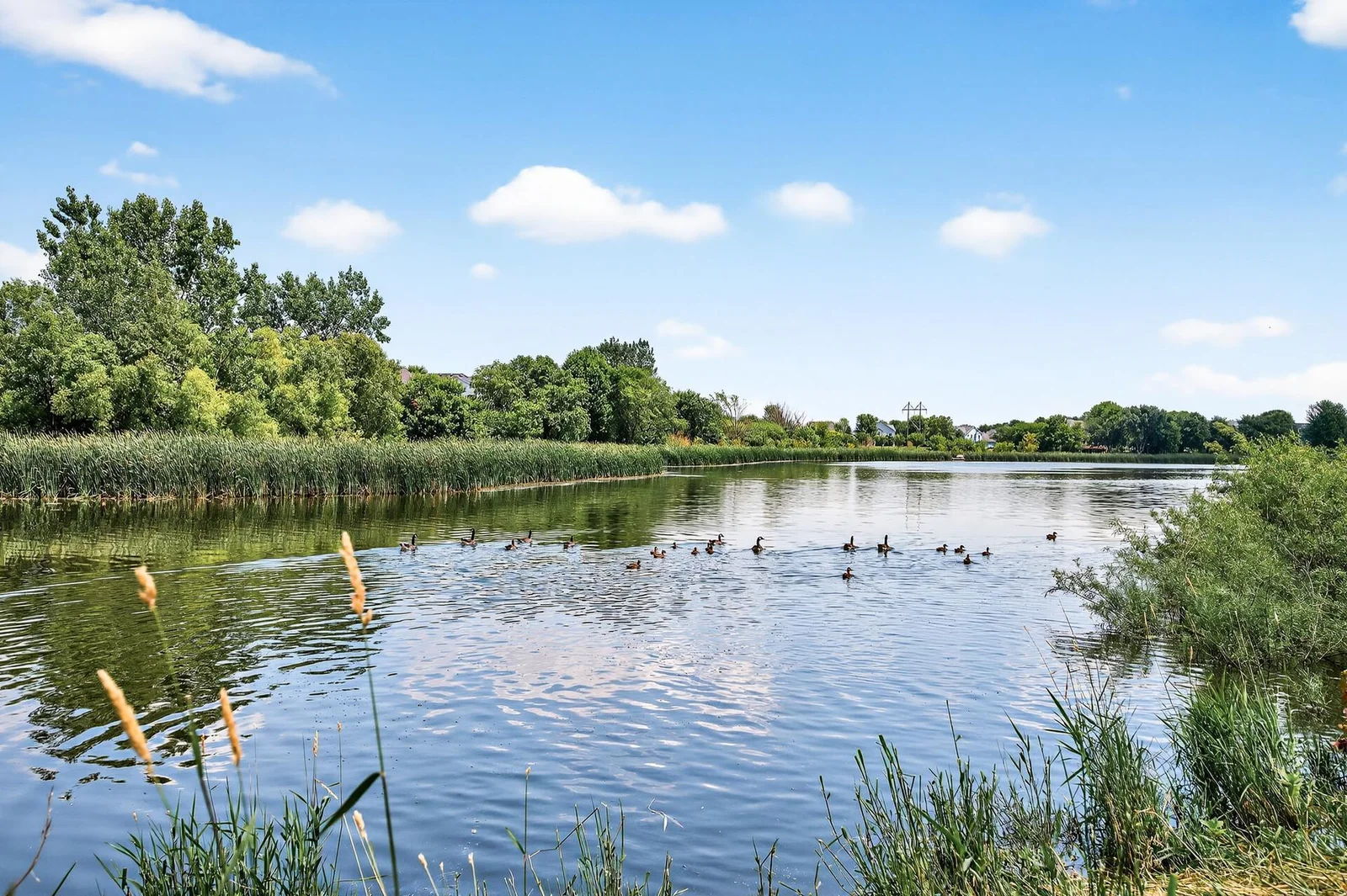 Geese, ducks, and pelicans are in this lake all summer!
