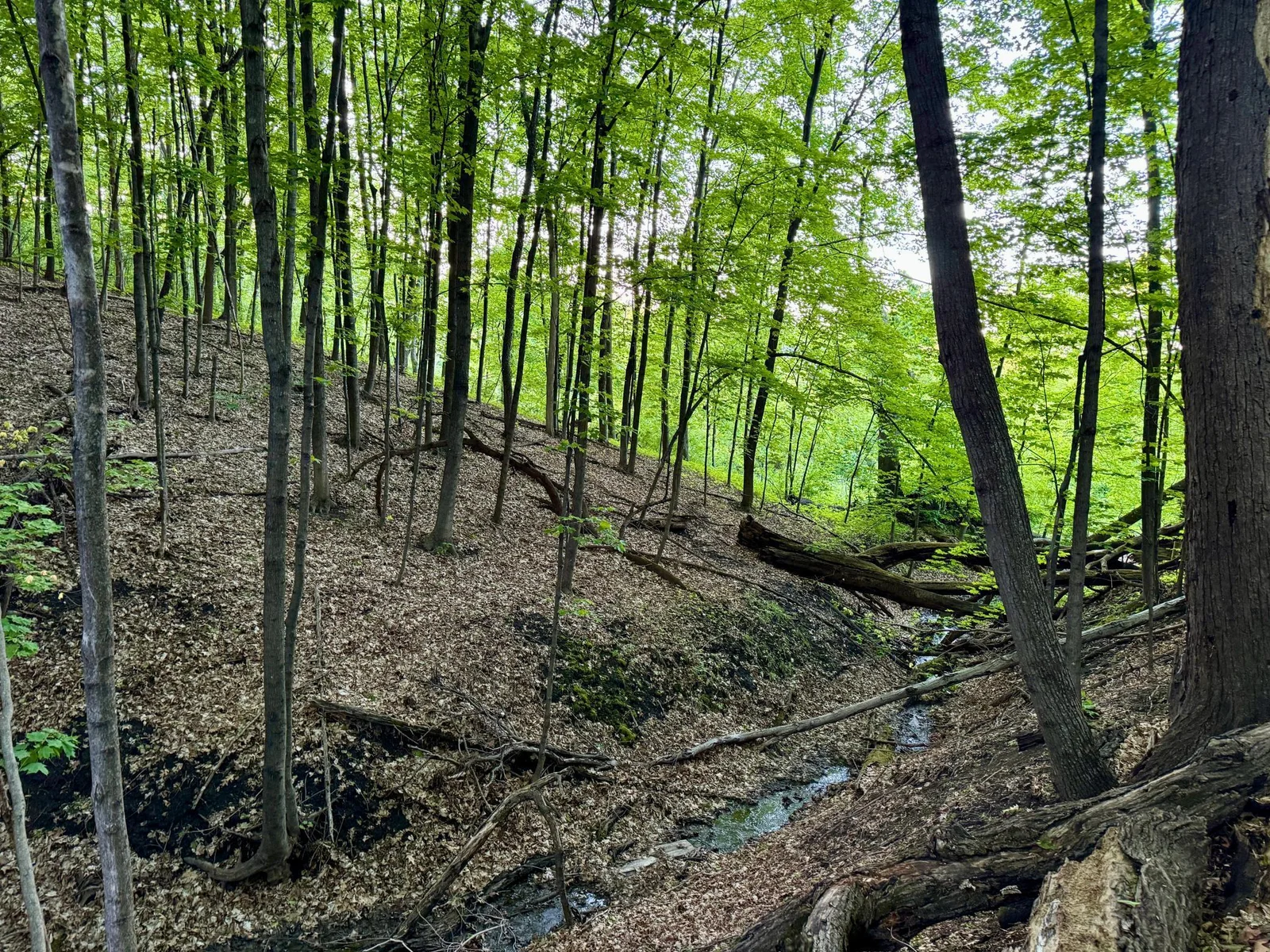 Just a few steps into the woods you'll be find yourself in a magical place where young and old can enjoy nature. Here you'll find a charming stream that runs into Krey Lake.