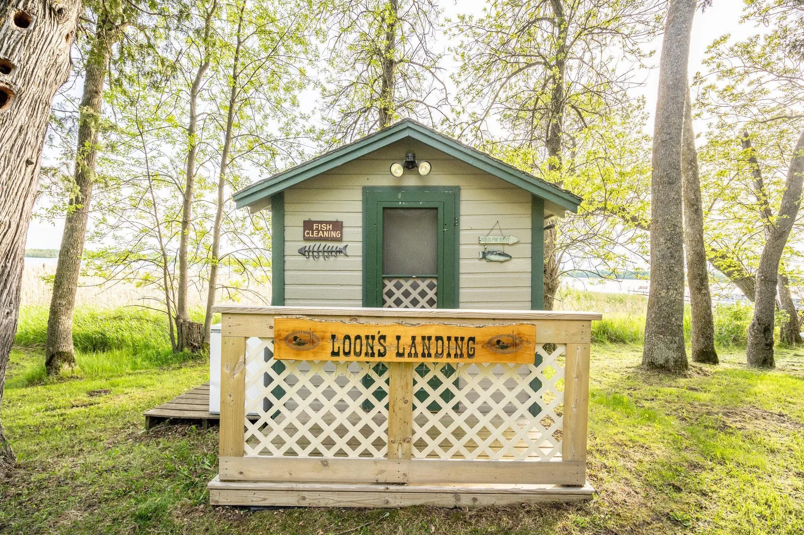 LoonsLanding37.jpg
