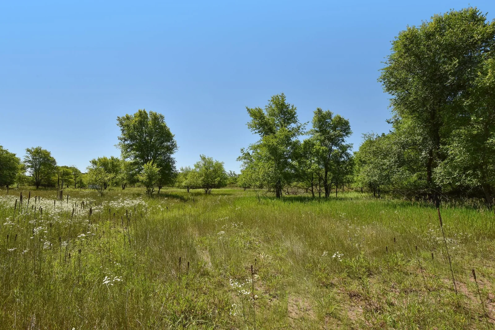 Backyard.jpg