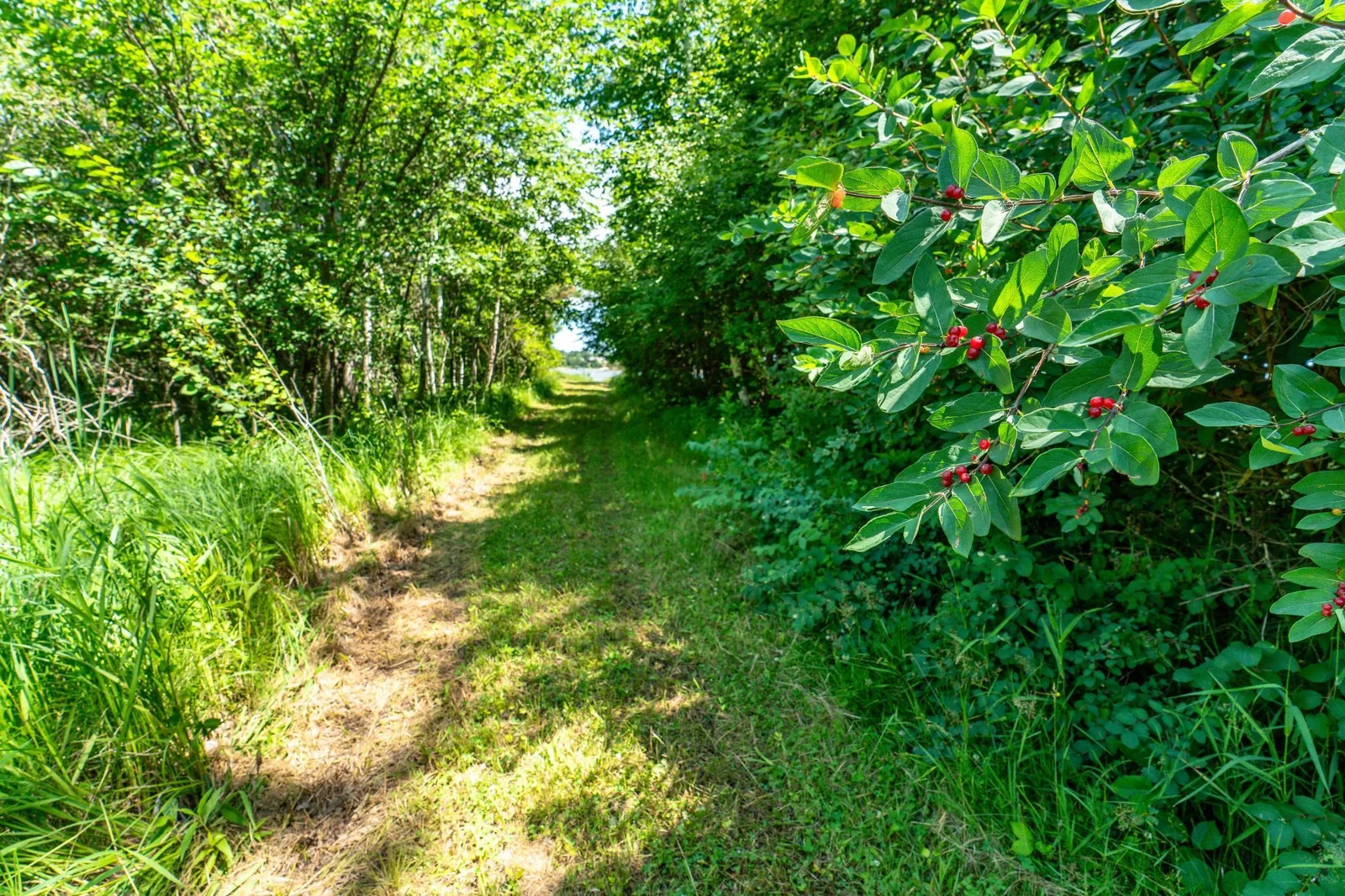 Trail to lake