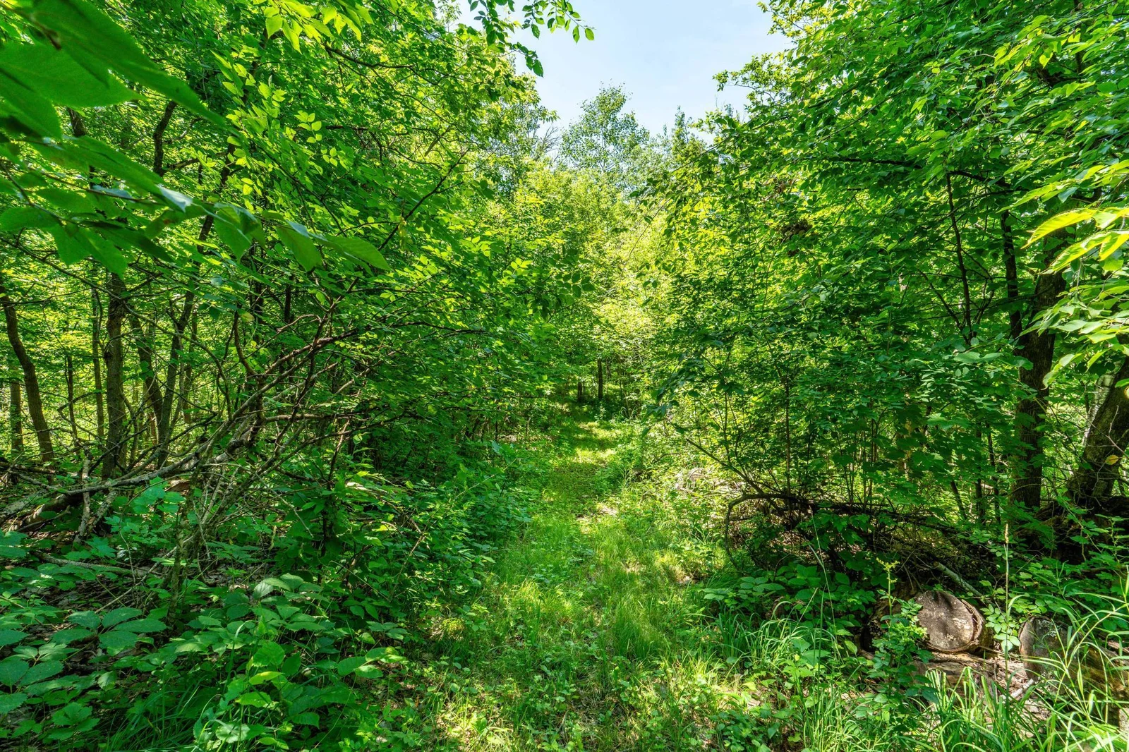 Woods