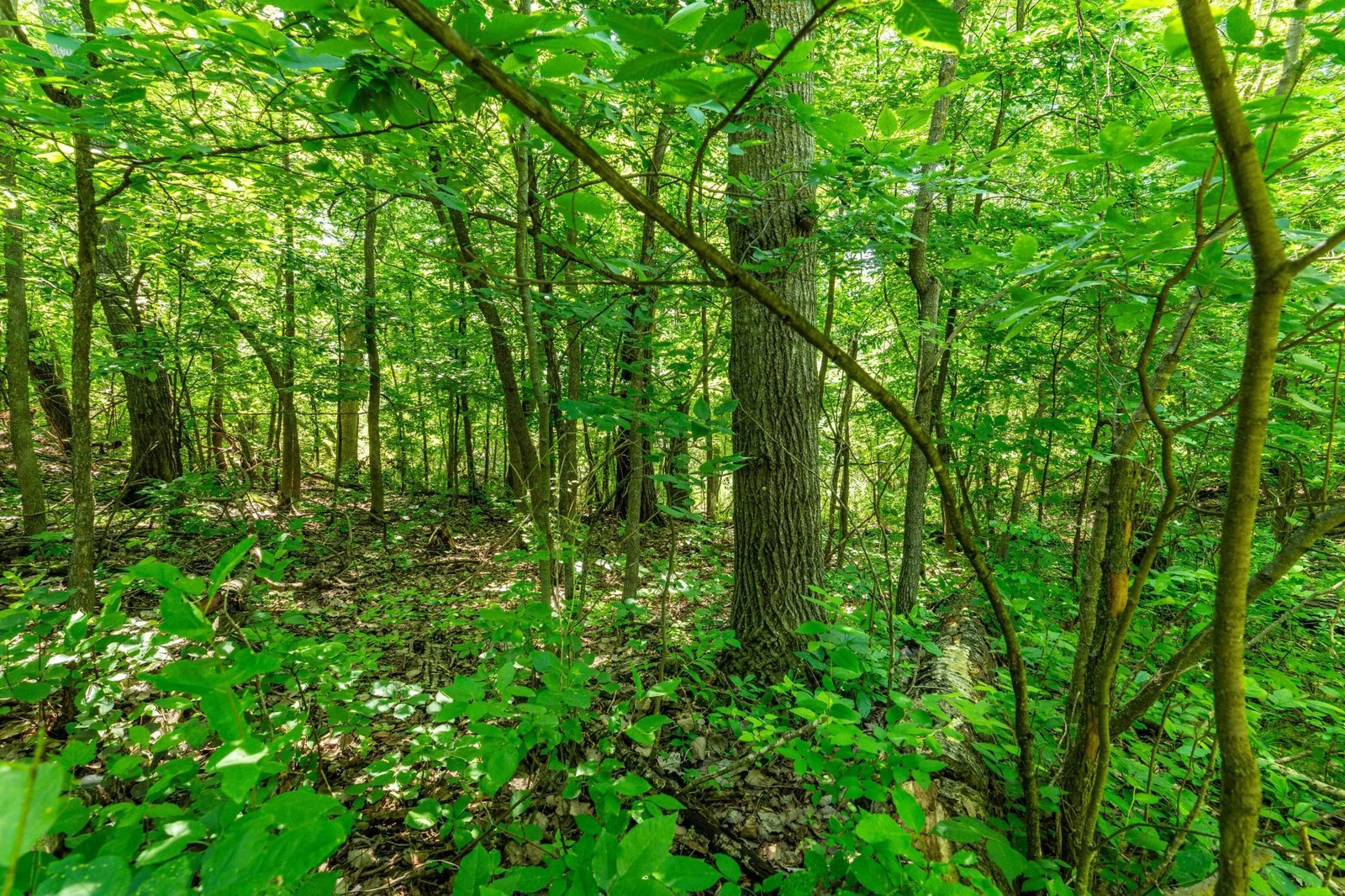 Woods
