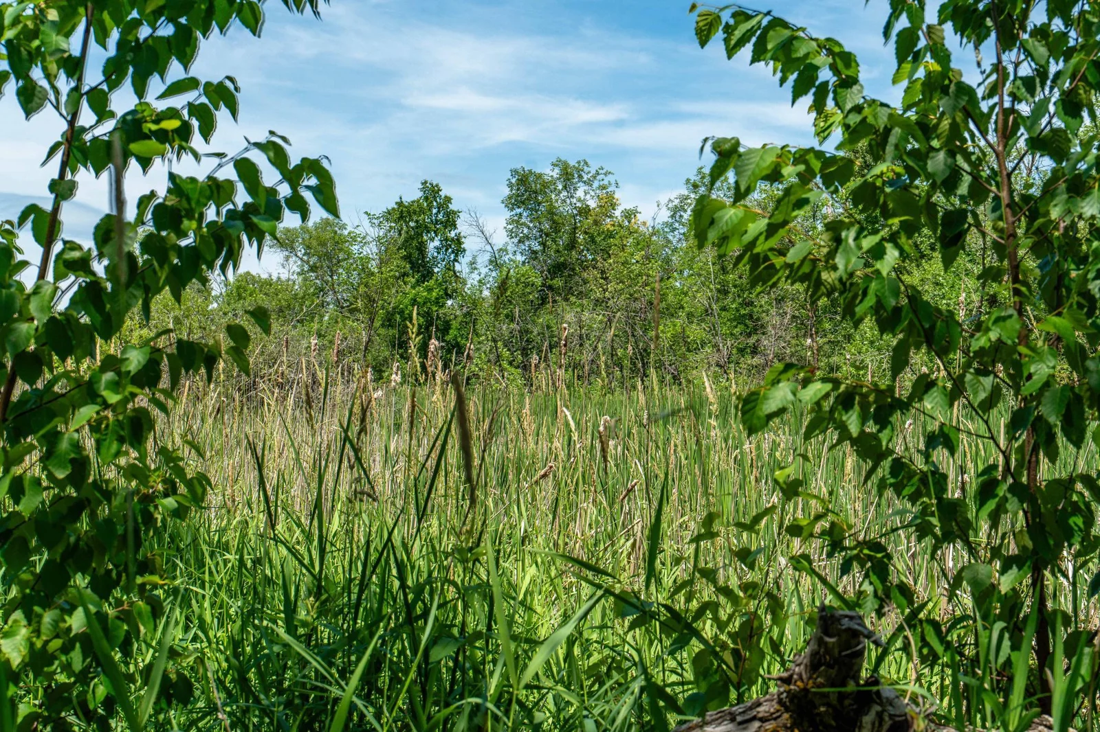 Wetland