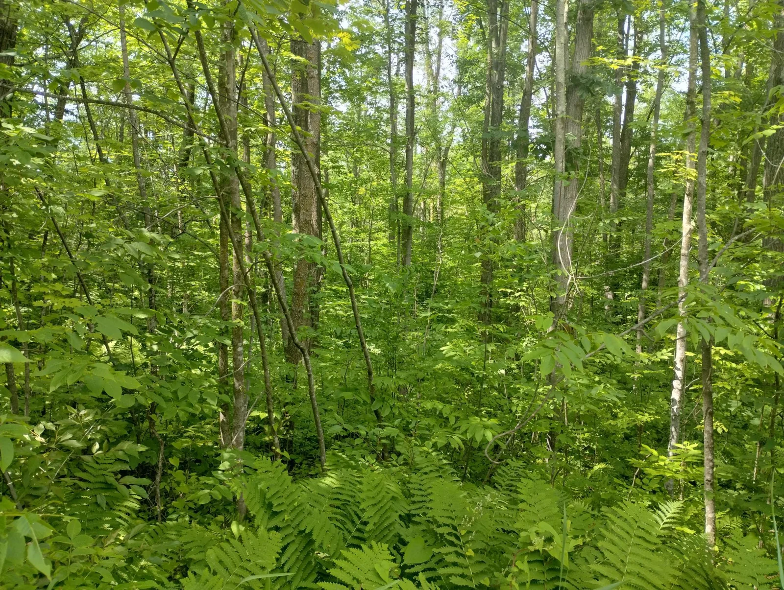IMG_20250711_152501169_HDR.jpg