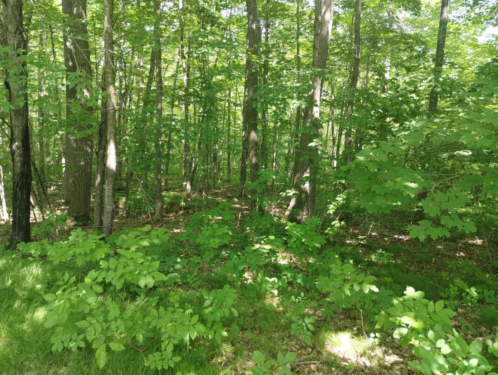 IMG_20250711_152618446.jpg