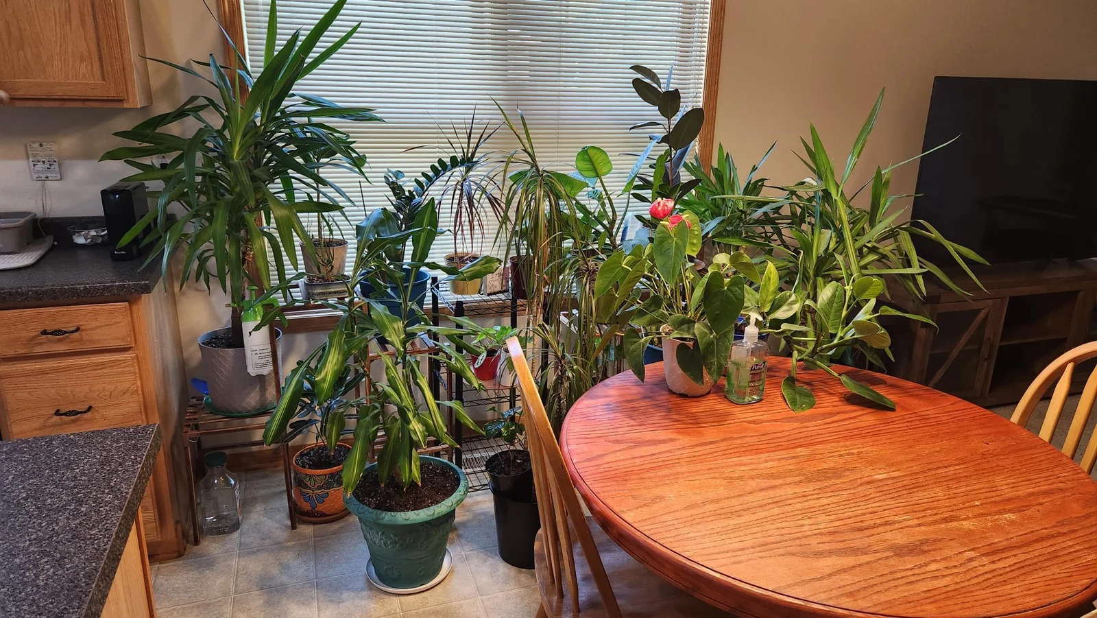 lots of light for your plants