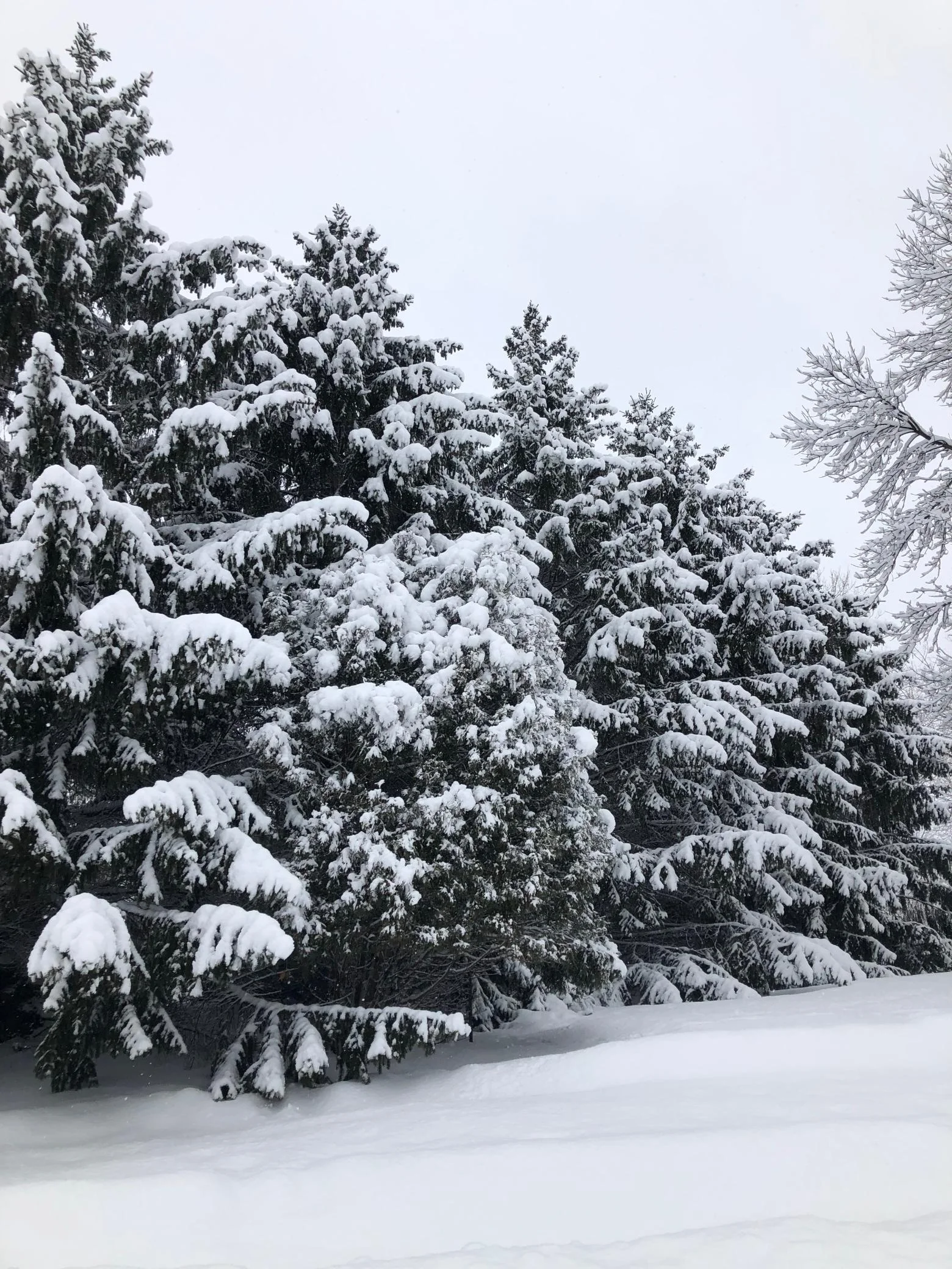 Snow-covered spruce trees in front yard. Pic shared by seller.