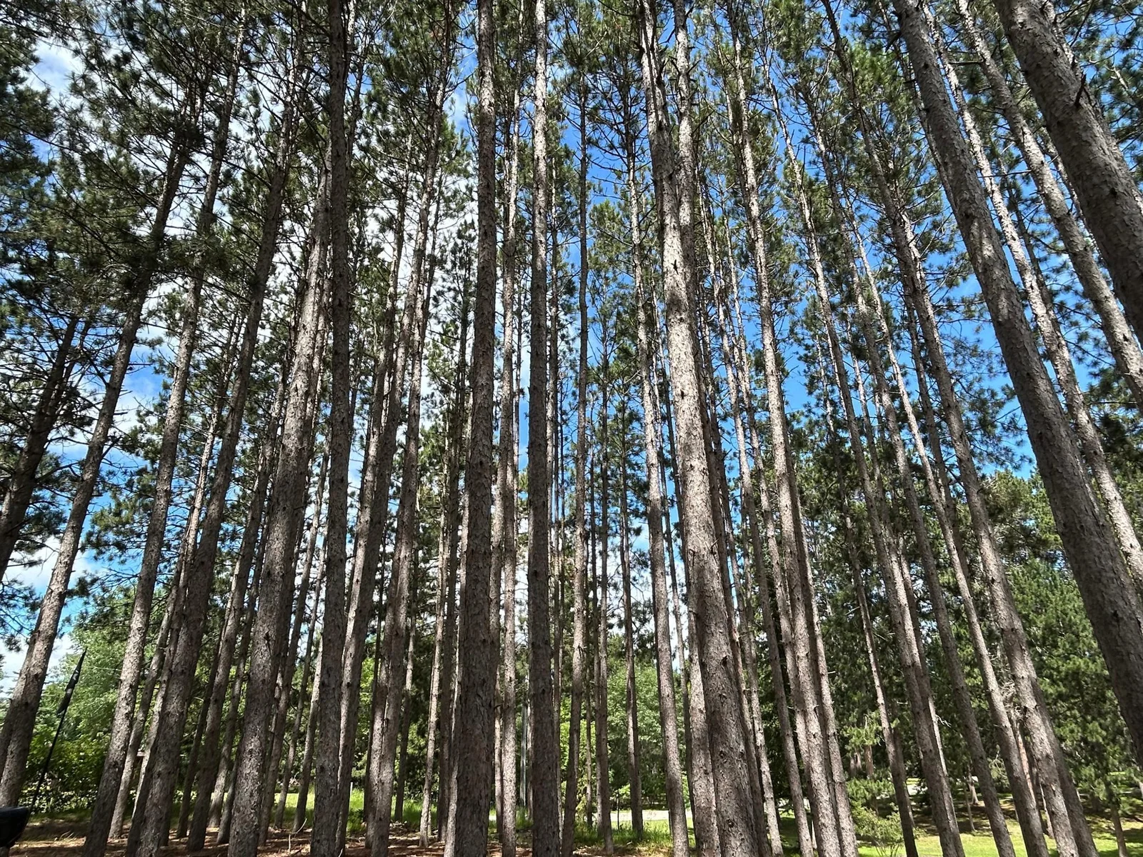 Wooded Front Yard