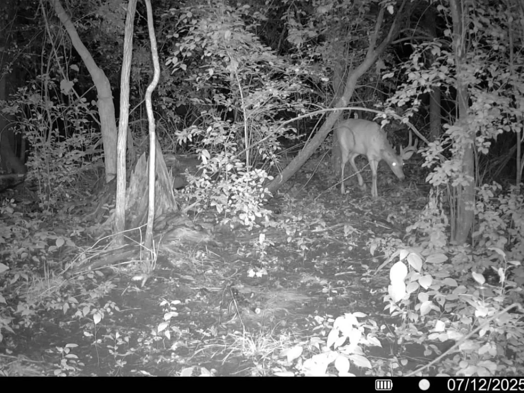Gilyard 71.8 - Sherburne County.png