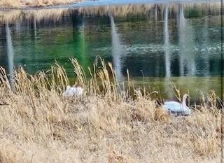 Your own private spring fed pond!