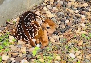 Baby deer
